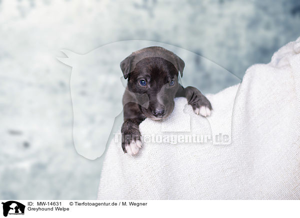 Greyhound Welpe / MW-14631