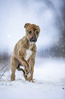 Greyhound Welpe im Schnee