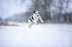 Greyhound Welpe im Schnee