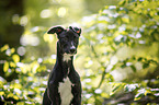junger Greyhound im Wald