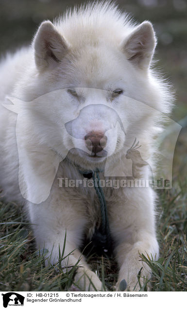 liegender Grnlandhund / HB-01215