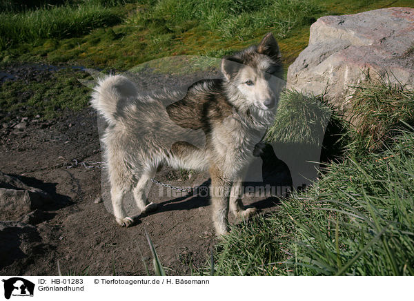 Grnlandhund / Greenland dog / HB-01283