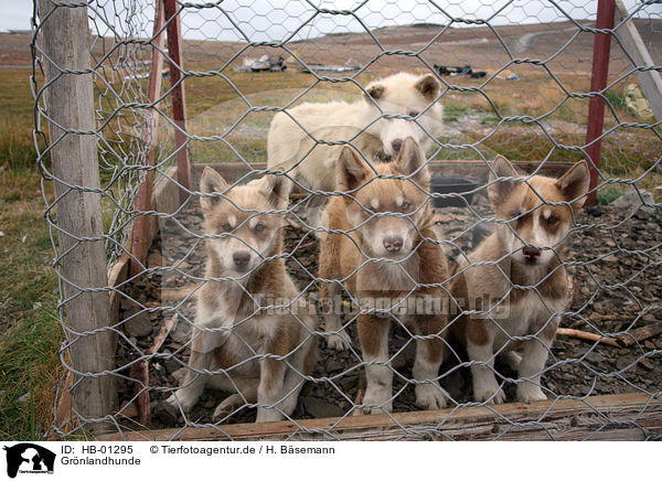 Grnlandhunde / Greenland dogs / HB-01295