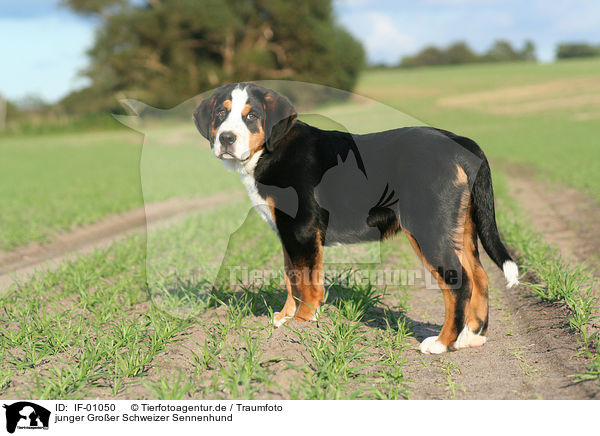 junger Groer Schweizer Sennenhund / IF-01050