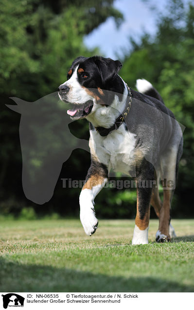 laufender Groer Schweizer Sennenhund / walking Great Swiss Mountain Dog / NN-06535