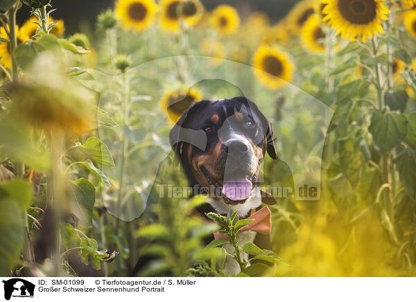 Groer Schweizer Sennenhund Portrait / Greater Swiss Mountain Dog Portrait / SM-01099