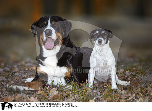 Groer Schweizer Sennenhund mit Jack Russell Terrier / Great Swiss Mountain Dog with Jack Russell Terrier / KMI-05376