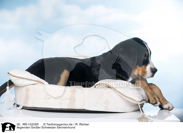 liegender Groer Schweizer Sennenhund / lying Great Swiss Mountain Dog / RR-102085