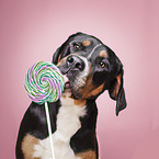Groer Schweizer Sennenhund Candy Dog