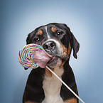 Groer Schweizer Sennenhund Candy Dog