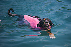 schwimmender Groer Schweizer Sennenhund