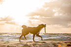 Groer Schweizer Sennenhund an der Ostsee