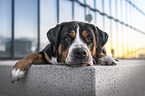Grosser Schweizer Sennenhund in der Stadt