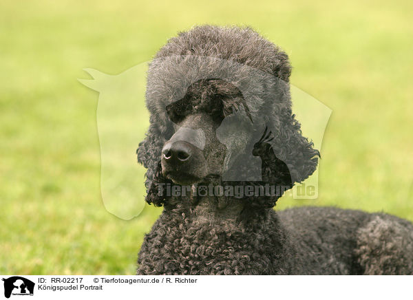 Knigspudel Portrait / Poodle Portrait / RR-02217