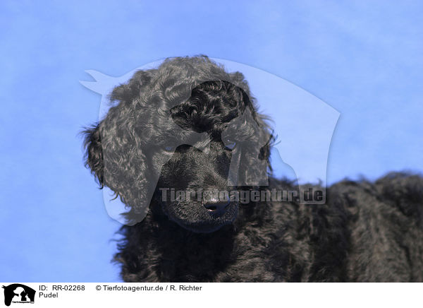 Pudel / Poodle Portrait / RR-02268