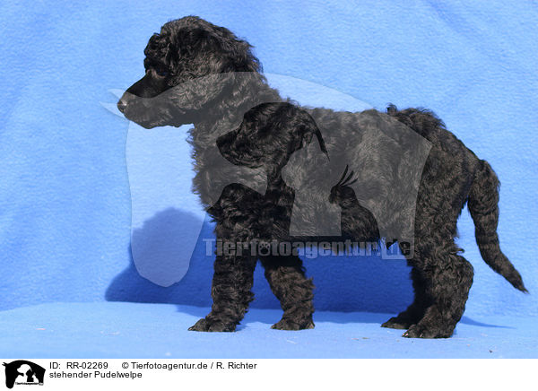 stehender Pudelwelpe / standing poodle puppy / RR-02269