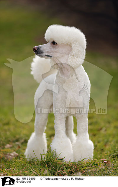 Gropudel / Giant Poodle / RR-65455