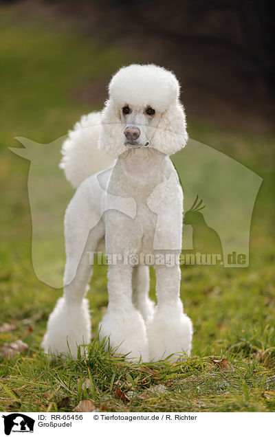 Gropudel / Giant Poodle / RR-65456