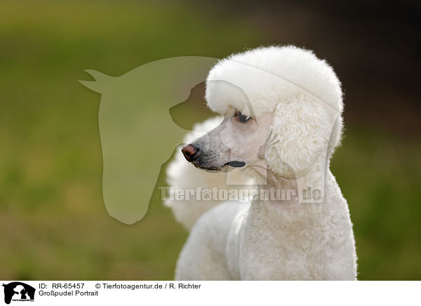 Gropudel Portrait / Giant Poodle Portrait / RR-65457