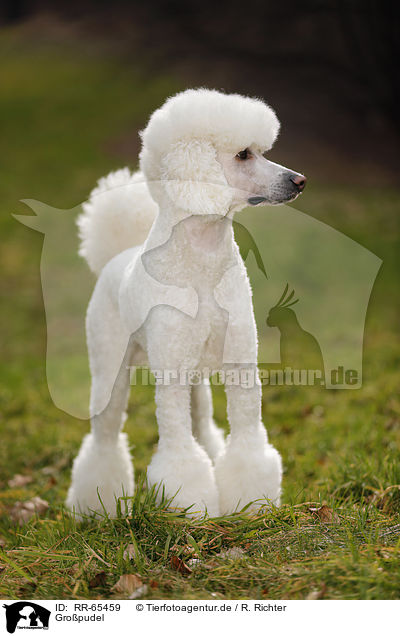 Gropudel / Giant Poodle / RR-65459