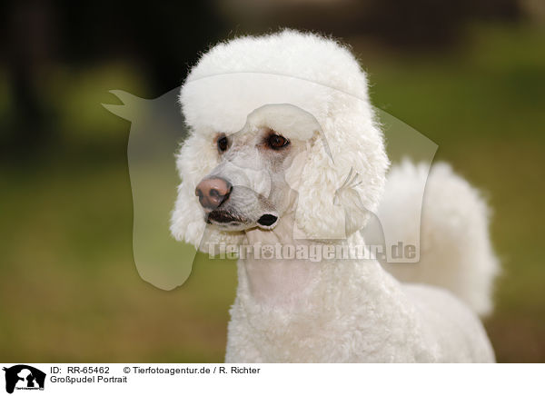 Gropudel Portrait / Giant Poodle Portrait / RR-65462