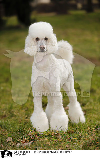 Gropudel / Giant Poodle / RR-65464