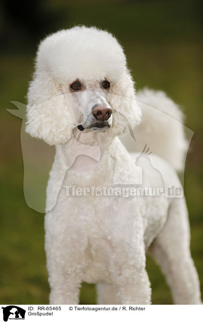 Gropudel / Giant Poodle / RR-65465