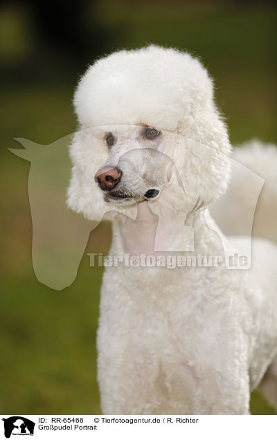 Gropudel Portrait / Giant Poodle Portrait / RR-65466