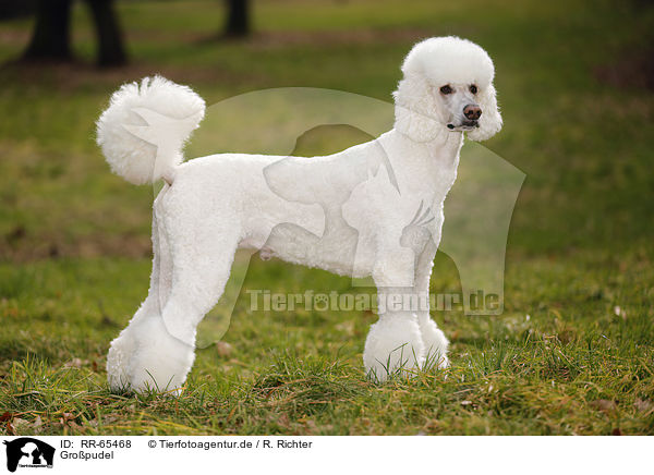 Gropudel / Giant Poodle / RR-65468