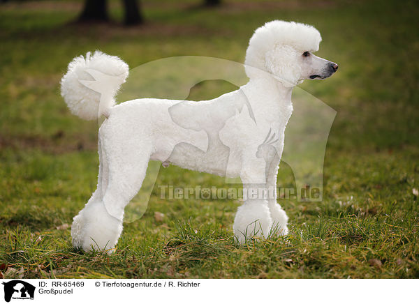 Gropudel / Giant Poodle / RR-65469