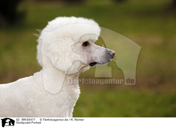 Gropudel Portrait / Giant Poodle Portrait / RR-65471