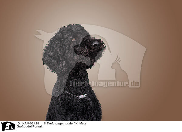 Gropudel Portrait / Giant Poodle Portrait / KAM-02428