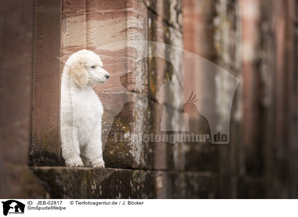 GropudelWelpe / Giant Poodle Puppy / JEB-02817