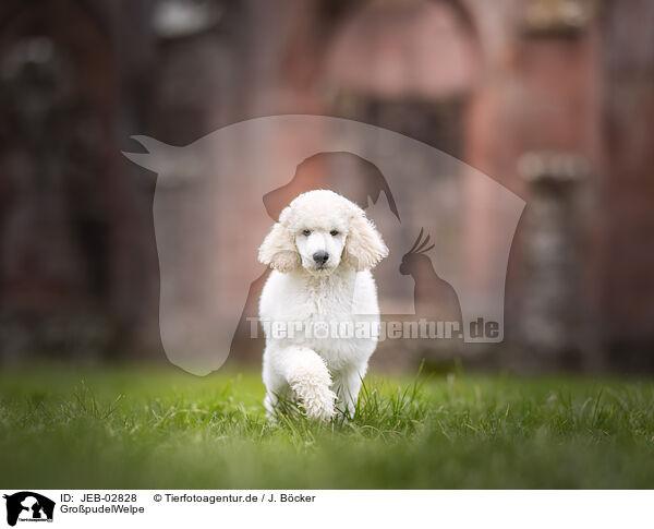 GropudelWelpe / Giant Poodle Puppy / JEB-02828