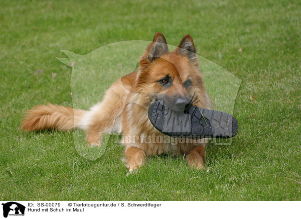 Hund mit Schuh im Maul / SS-00079