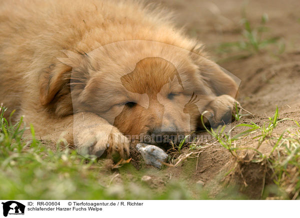 schlafender Harzer Fuchs Welpe / sleeping puppy / RR-00604