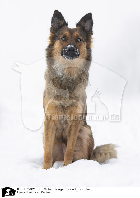 Harzer Fuchs im Winter / JEG-02103