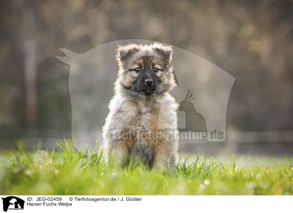 Harzer Fuchs Welpe / JEG-02459