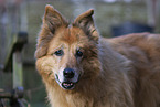 alter Harzer Fuchs Portrait