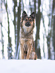 Harzer Fuchs im Winter