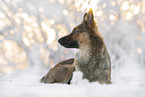 Harzer Fuchs im Winter