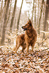 Harzer Fuchs im Herbst