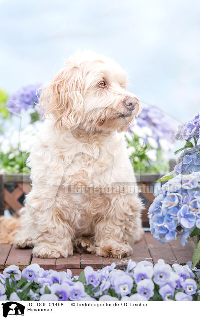 Havaneser / Havanese / DOL-01468