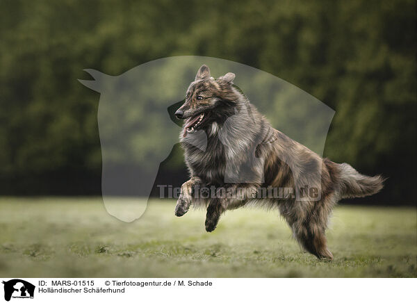 Hollndischer Schferhund / MARS-01515