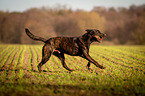 rennender Hollndischer Schferhund