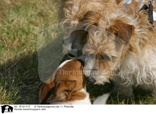 Hunde beschnuppern sich / dogs / IP-01117
