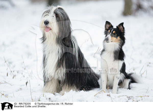 Bearded Collie und Sheltie / Bearded Collie and Sheltie / RR-79205