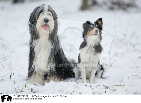 Bearded Collie und Sheltie / Bearded Collie and Sheltie / RR-79207