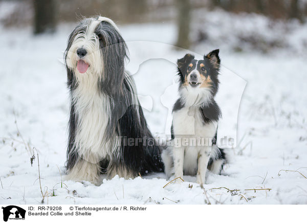 Bearded Collie und Sheltie / Bearded Collie and Sheltie / RR-79208