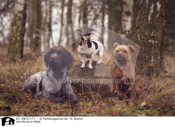 drei Hund im Wald / SB-01171